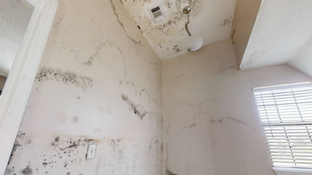 Professional Mold Removal in Parchment, MI